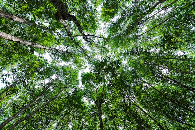 Bomen met bosgroei. natuur groene mangrove bos achtergronden