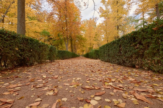 Bomen met bruine bladeren in de tuin in de herfst