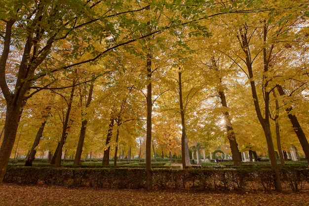 Bomen met bruine bladeren in de tuin in de herfst