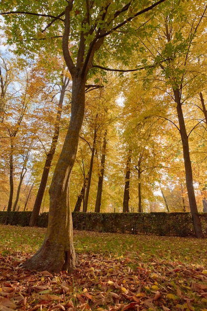 Bomen met bruine bladeren in de tuin van de Parterre in de herfst