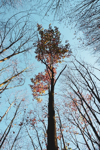 Bomen met bruine en rode bladeren in de herfst