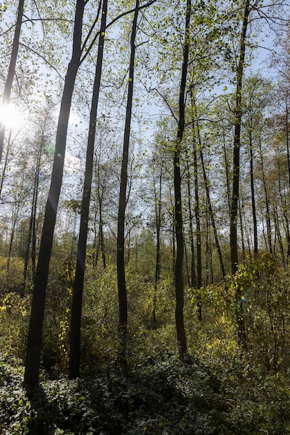 Bomen met gebladerte dat in de herfst valt