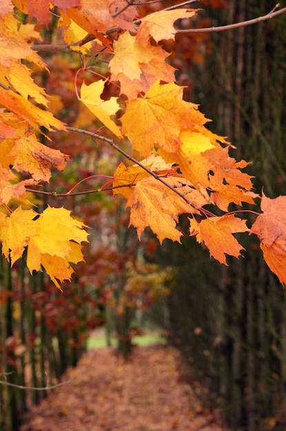 bomen met gele bladeren in herfstpark geel rood herfst esdoornblad