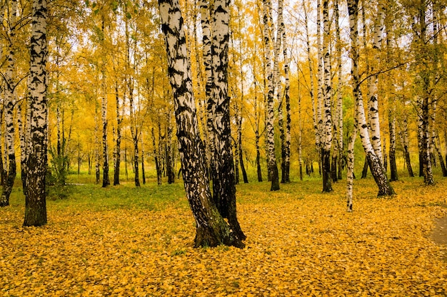 Bomen met gele bladeren