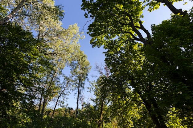 Bomen met groen blad in de zomer, het bladerdek van de bomen wordt verlicht door fel zonlicht