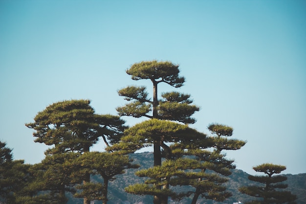 Bomen met groene bladeren