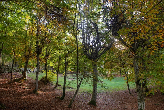 Bomen met kleurrijke bladeren