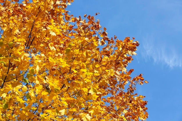 Bomen met oranje blad in het herfstseizoen