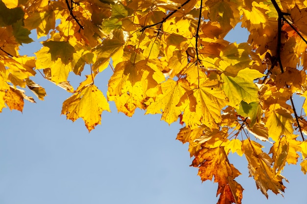 Bomen met oranje blad in het herfstseizoen