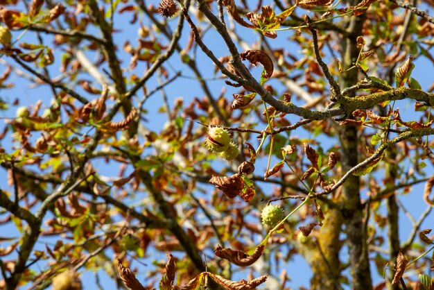 Foto bomen met oranje blad in het herfstseizoen