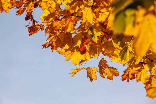 Bomen met oranje blad in het herfstseizoen