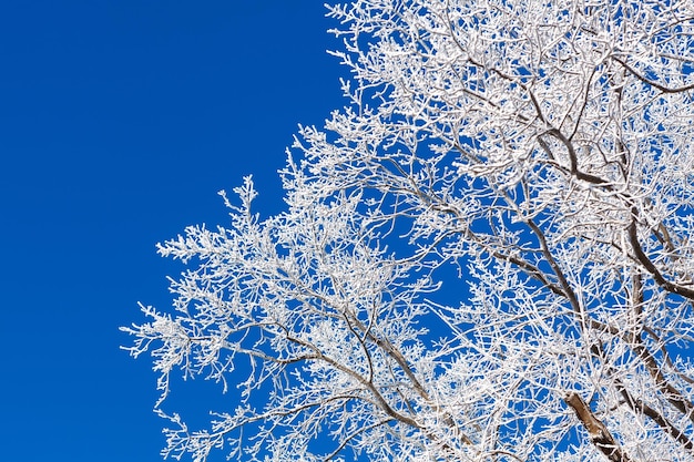 Foto bomen met rijm op de achtergrond van zuivere blauwe lucht