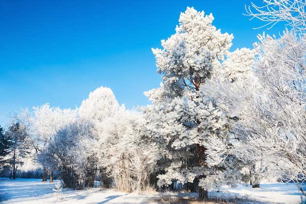 Bomen met rijm tegen de blauwe lucht. Prachtig winterlandschap