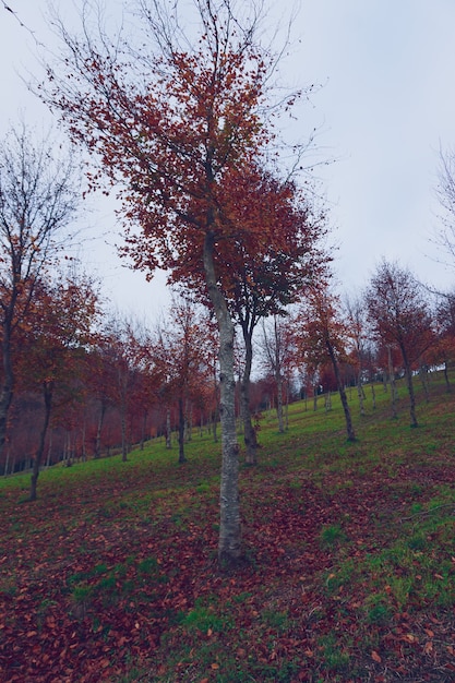 Bomen met rode bladeren in de berg