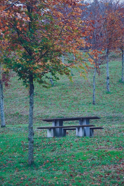 bomen met rode bladeren in de bergen in de herfstseizoen