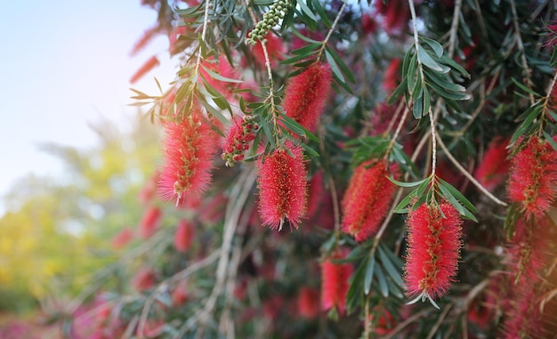 Bomen met rode bloemen close-up