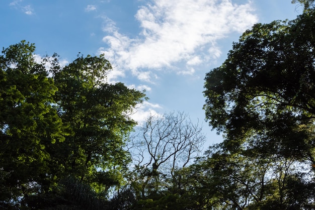 Bomen mooie lommerrijke bomen in Brazilië natuurlijke lichtselectieve focus