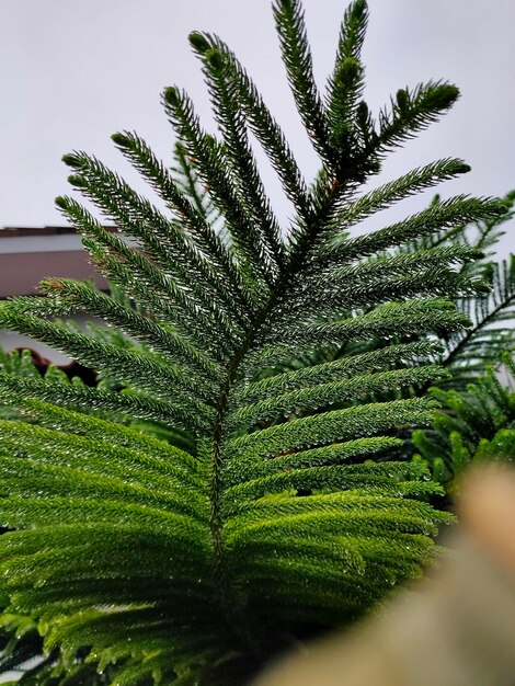 Bomen na de regen.