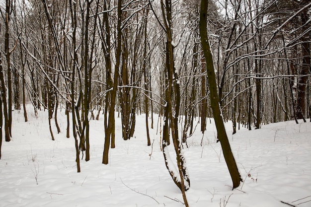 bomen na de sneeuwval