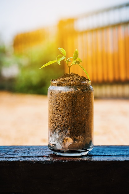 Bomen of zaailingen groeien op stapel munten geld in een glazen pot.