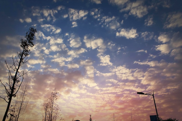 Bomen onder de zonsondergang zijn er veel wolken in de lucht