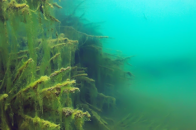 bomen onderwater zoet water / duiken onderwaterfoto overstroomde wereld, ecosysteem onderwaterlandschap