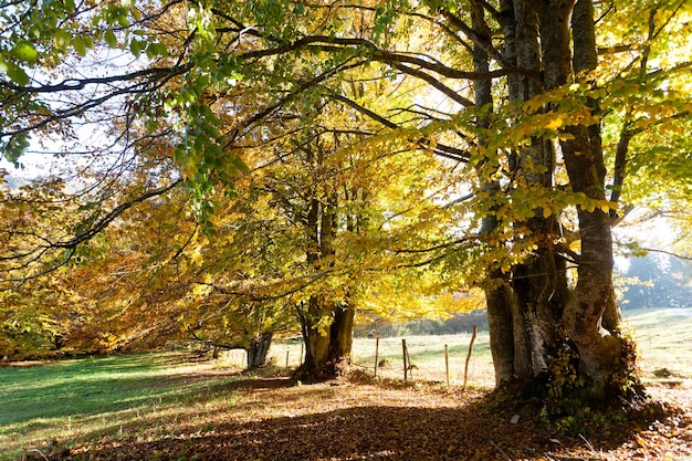 Bomen op de achtergrond van het herfstseizoen Schoonheid in de natuur Herfstlandschap