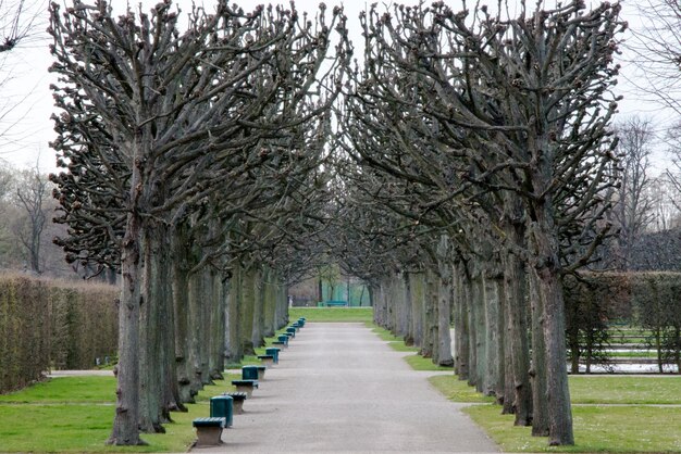 Foto bomen op de begraafplaats tegen de lucht