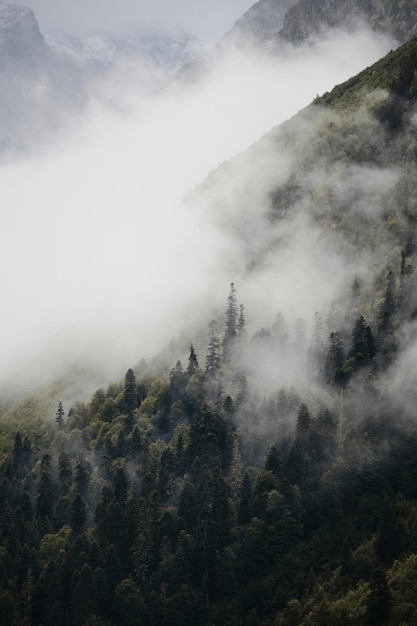 Bomen op de berg in de mist.