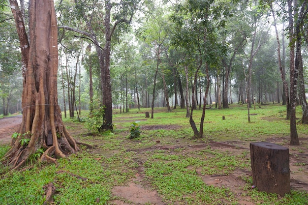 Bomen op de berg