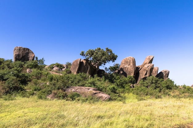 Bomen op de kliffen en rotsen in serengeti. tanzania, afrika