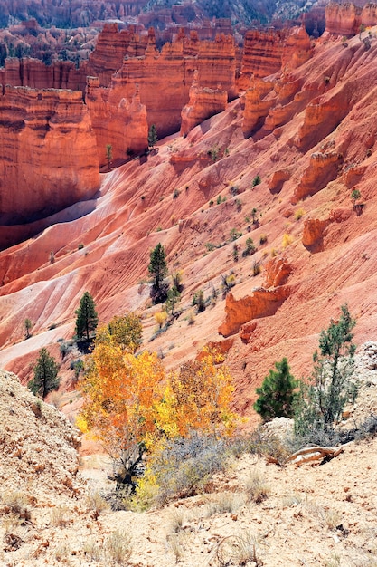 Bomen op de Navajo Trail in Bryce Canyon, Verenigde Staten