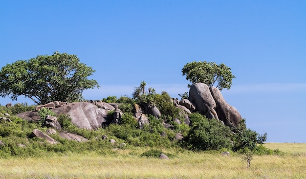 Bomen op de rotsen in Serengeti. Tanzania, Afrika