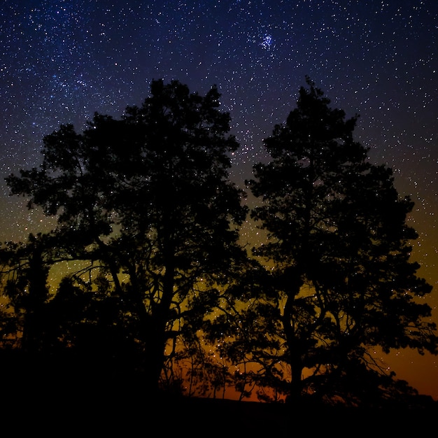 Bomen op een achtergrond van de nachtelijke sterrenhemel