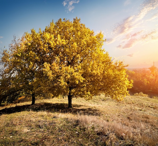Bomen op een heuvel in de herfst bij zonneschijn