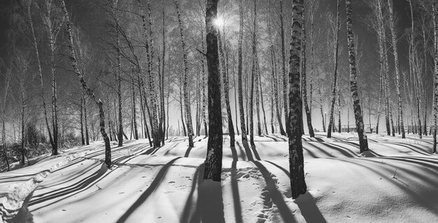 Foto bomen op een met sneeuw bedekt bos