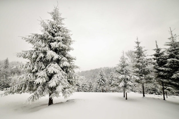 Bomen op een met sneeuw bedekt landschap