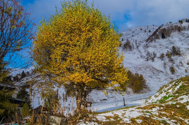 Foto bomen op een met sneeuw bedekt veld tegen de lucht