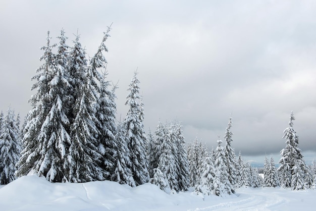 Bomen op een met sneeuw bedekt veld tegen de lucht