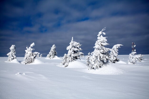 Foto bomen op een met sneeuw bedekt veld tegen de lucht
