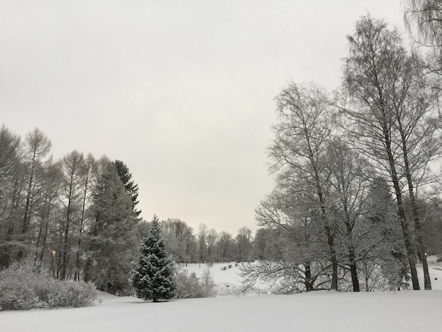 Bomen op een met sneeuw bedekt veld tegen de lucht