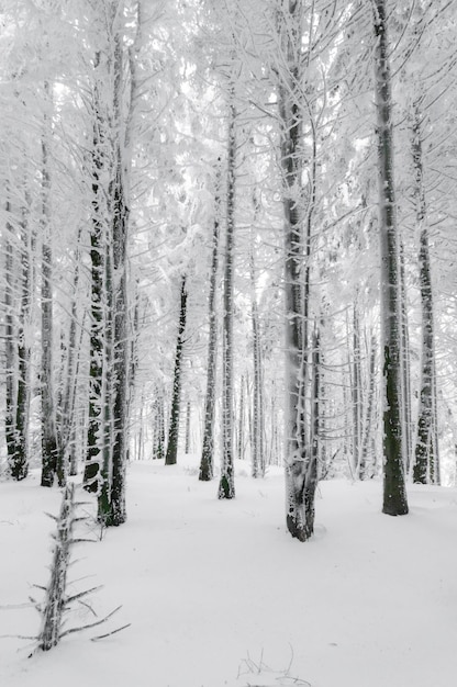 Bomen op een met sneeuw bedekt veld.