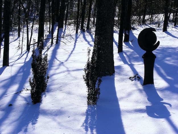 Foto bomen op een met sneeuw bedekt veld