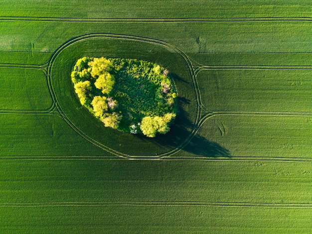 Bomen op Green Island in Farm Fields