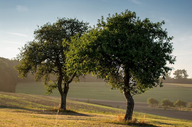Bomen op het grasveld op een zonnige dag
