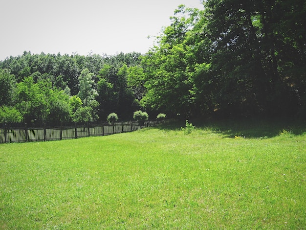 Bomen op het grasveld tegen de lucht op een zonnige dag