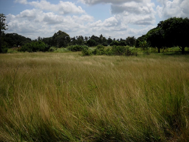 Bomen op het grasveld tegen een bewolkte lucht