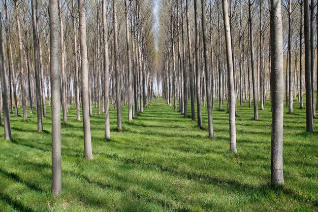 Foto bomen op het grasveld