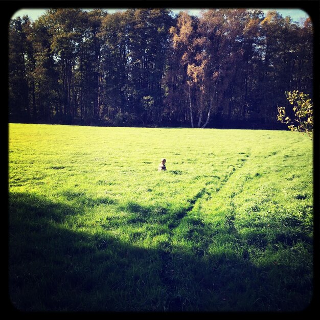 Foto bomen op het grasveld