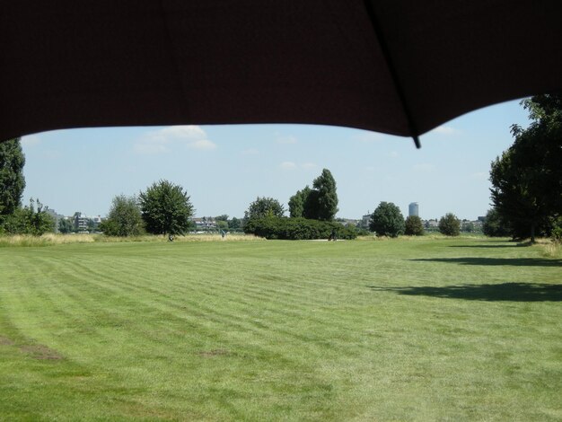 Foto bomen op het grasveld